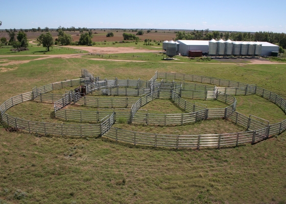 Q235 Steel Cattle Yard Panels , 1.6x2.1m Portable Horse Stall Panels
