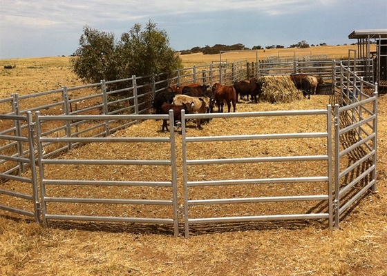 Round Pipe Steel Cattle Fence Panels , 6ftx7ft Galvanized Corral Panels