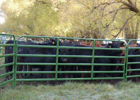 1.66" Od 16 Gauge Tubing 10ft Livestock Fence Panels With 14 Gauge Vertical Stays