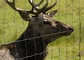 12-155-30 100M 1.55m Hot Dip Galvanized Deer Fence Tightlock Heavy Duty Deer Netting