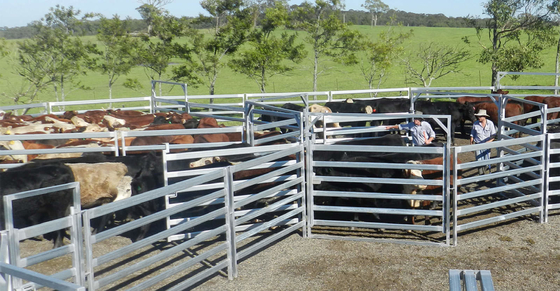 Heavy Duty Galvanized Stainless 1.8mx2.1m Cattle Yard Panel for Ranch