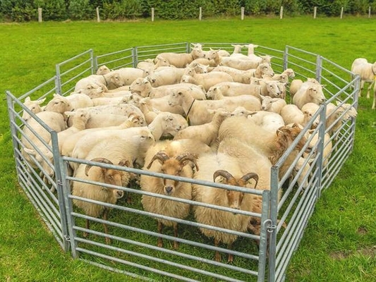 1.1mx2.9m Fully Galvanized Portable Solar Sheep Panels Sheep Yard Fencing Panel