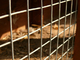Rodent Resistant Tower Fencing