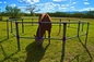 Mobile Rot Proof 1.35m Tall Livestock Handling Equipment For horse float