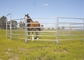 Oval Bars Livestock Lightweight CE Heavy Duty Cattle Panel 1.6x2.1m 1.8x2.1m