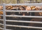 40x80mm Oval Tube Livestock Fence Panels Galvanized Corral Farm Equipment