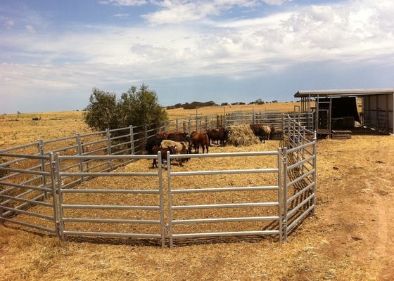 Galvanized Livestock 1.8m Height Heavy Duty Cattle Panel Australia Standard