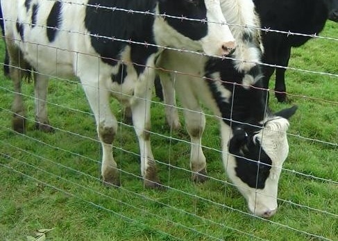 Assembled Heavy Duty Galvanized Cattle Farm Fence 0.8m Height